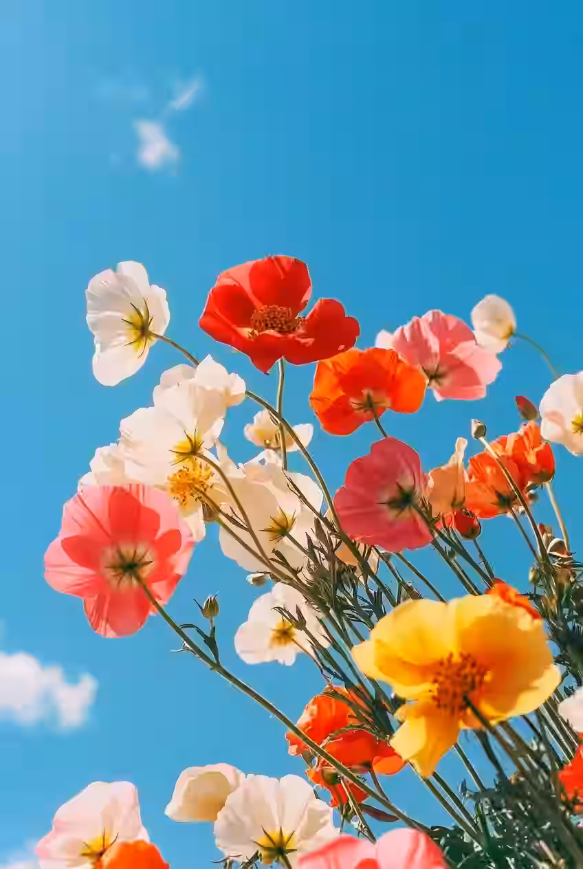 Red, orange, and white flowers against a blue sky