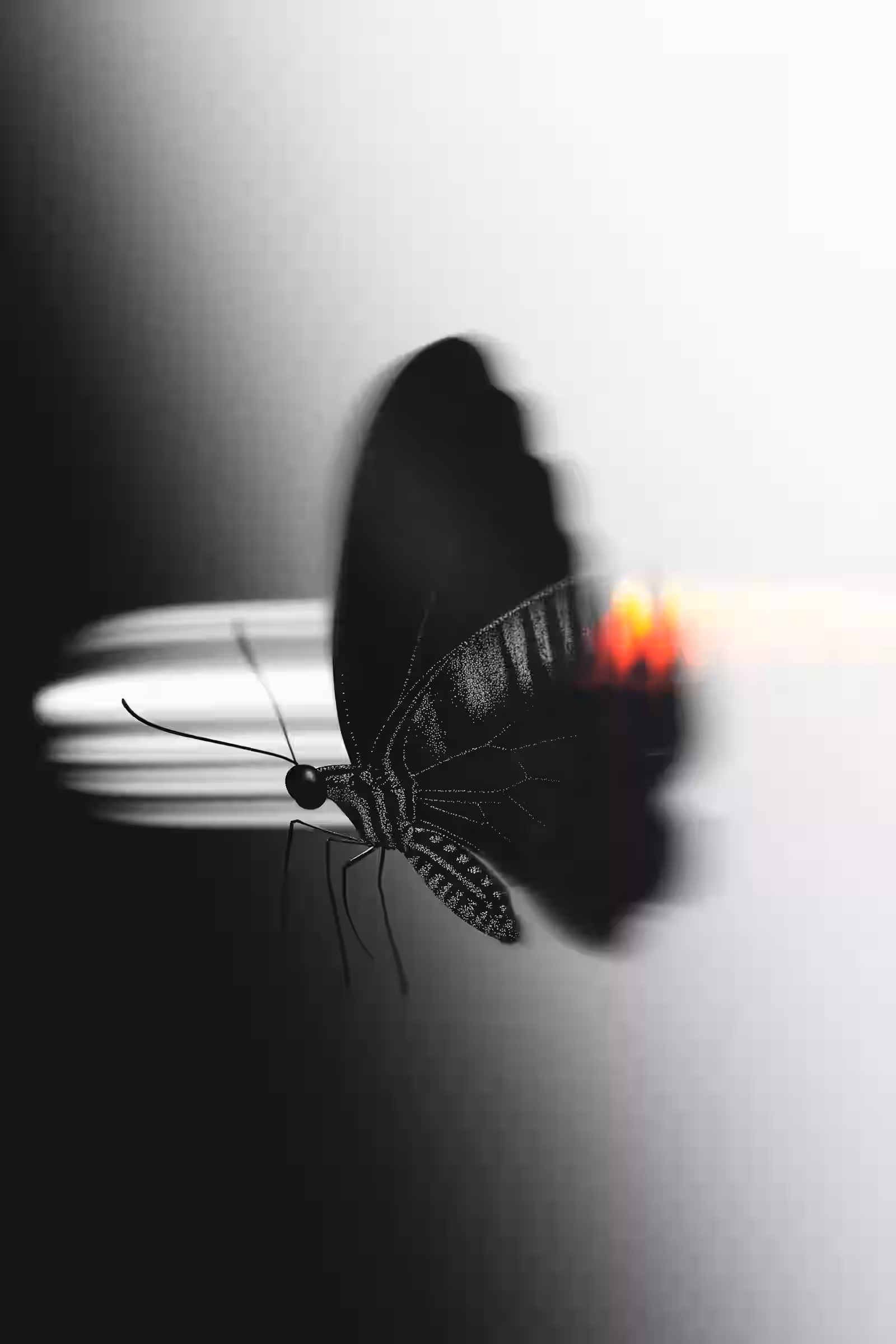 A black butterfly in sharp focus with a motion streak behind it on a white and grey backdrop